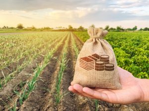 Compravendita terreni agricoli, le imposte e l’agevolazione Piccola Proprietà Contadina